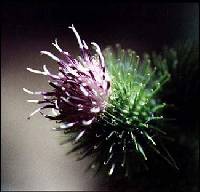 Arctium minus image