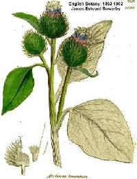 Image of Arctium tomentosum