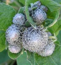 Arctium tomentosum image