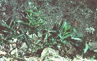 Moehringia macrophylla image