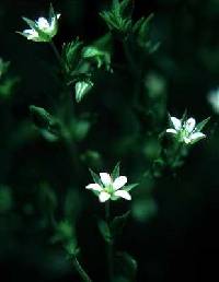 Arenaria serpyllifolia image