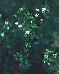 Arenaria serpyllifolia image