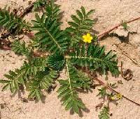 Potentilla anserina subsp. anserina image