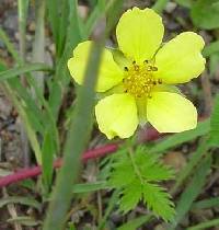 Potentilla anserina subsp. anserina image