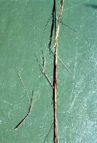 Image of Aristida basiramea
