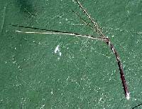 Aristida basiramea image