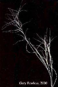 Image of Aristida oligantha