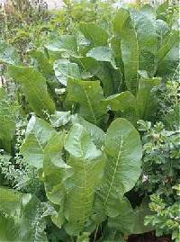 Image of Armoracia rusticana