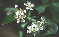 Aronia x prunifolia image