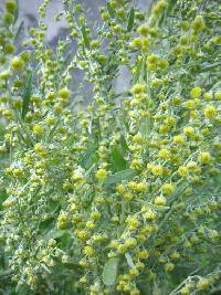 Artemisia absinthium image