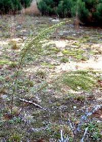Image of Artemisia campestris subsp. caudata