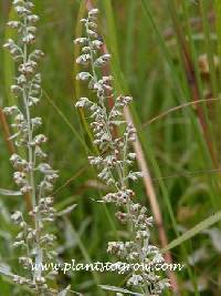 Artemisia ludoviciana subsp. ludoviciana image