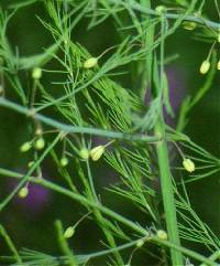Asparagus officinalis image