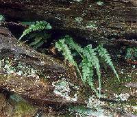 Image of Asplenium