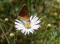 Symphyotrichum boreale image