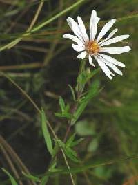 Image of Symphyotrichum boreale