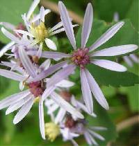 Symphyotrichum ciliolatum image