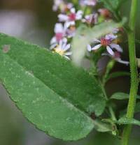 Symphyotrichum drummondii var. drummondii image