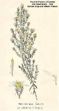 Symphyotrichum ericoides var. ericoides image