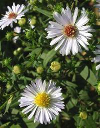 Symphyotrichum firmum image