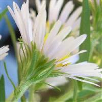 Symphyotrichum puniceum var. puniceum image