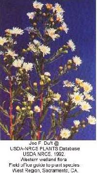 Symphyotrichum lanceolatum image