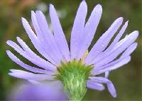 Symphyotrichum laeve var. laeve image