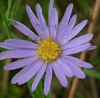 Symphyotrichum laeve var. laeve image