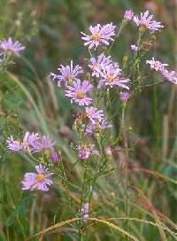 Image of Symphyotrichum laeve