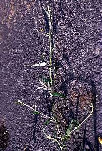 Atriplex patula image