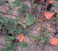Atriplex prostrata image