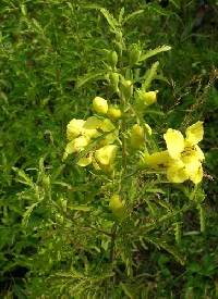 Aureolaria grandiflora image
