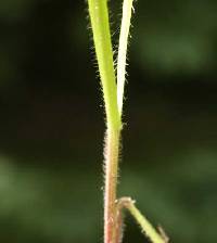 Avenula pubescens image