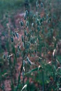 Image of Avena sativa