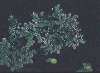 Image of Azolla filiculoides