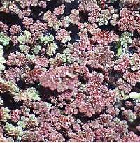Azolla cristata image