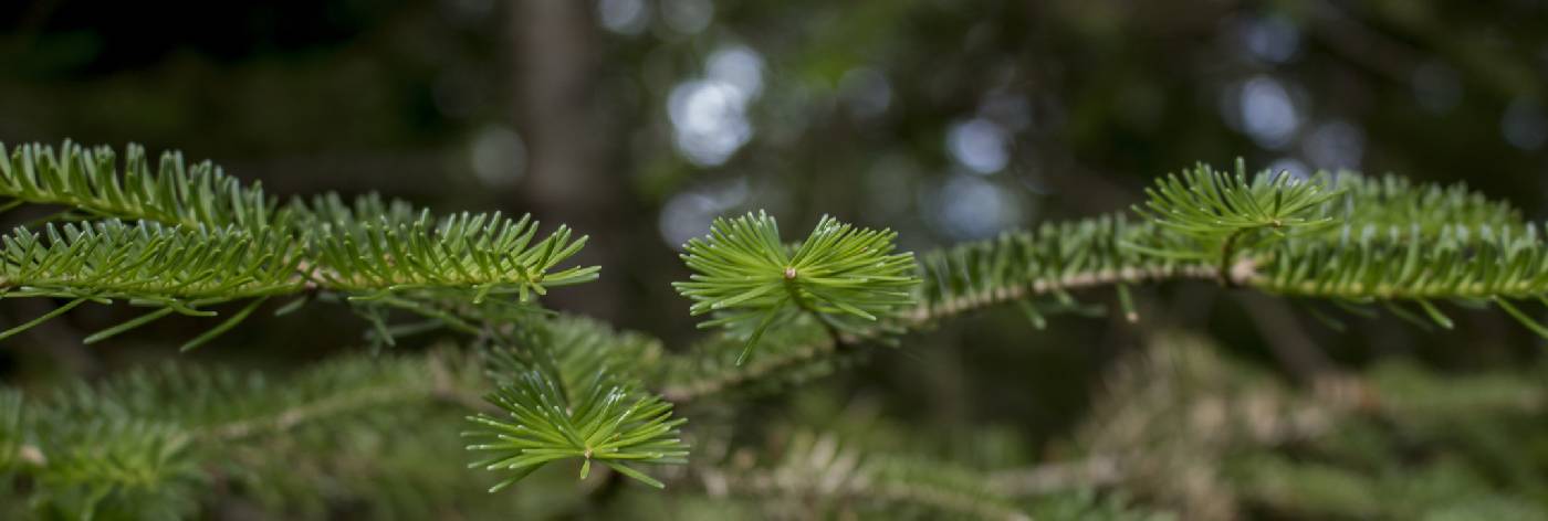Abies balsamea image