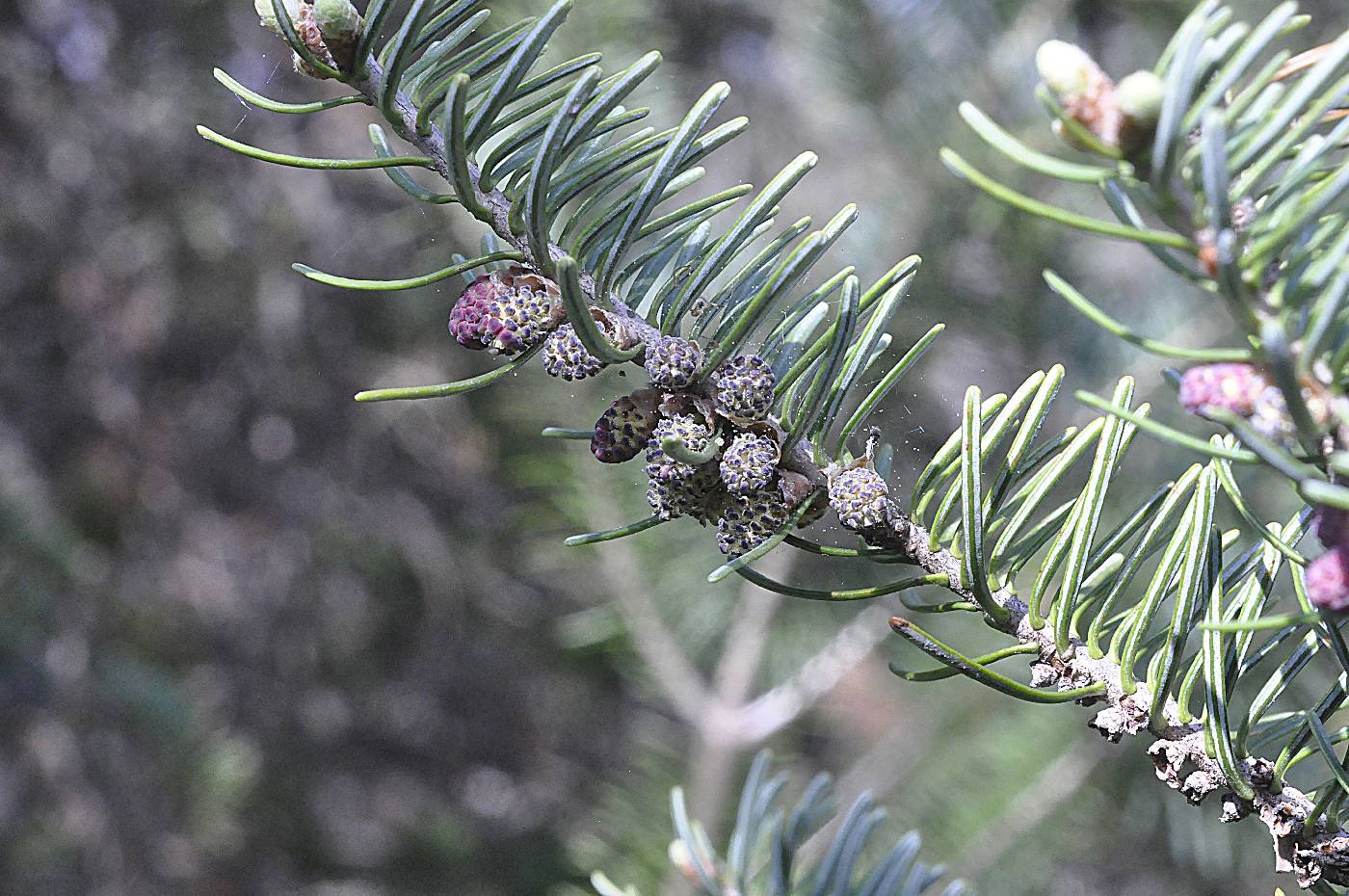 Abies balsamea image