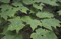 Image of Acer rubrum