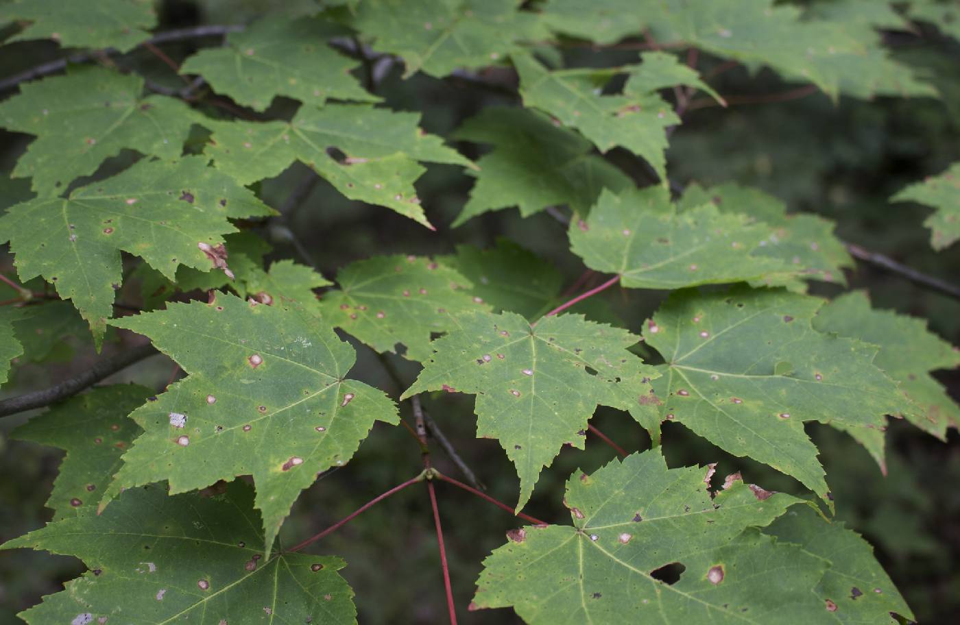 Acer rubrum image
