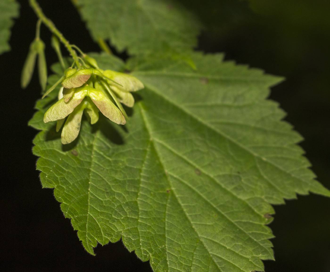Acer spicatum image