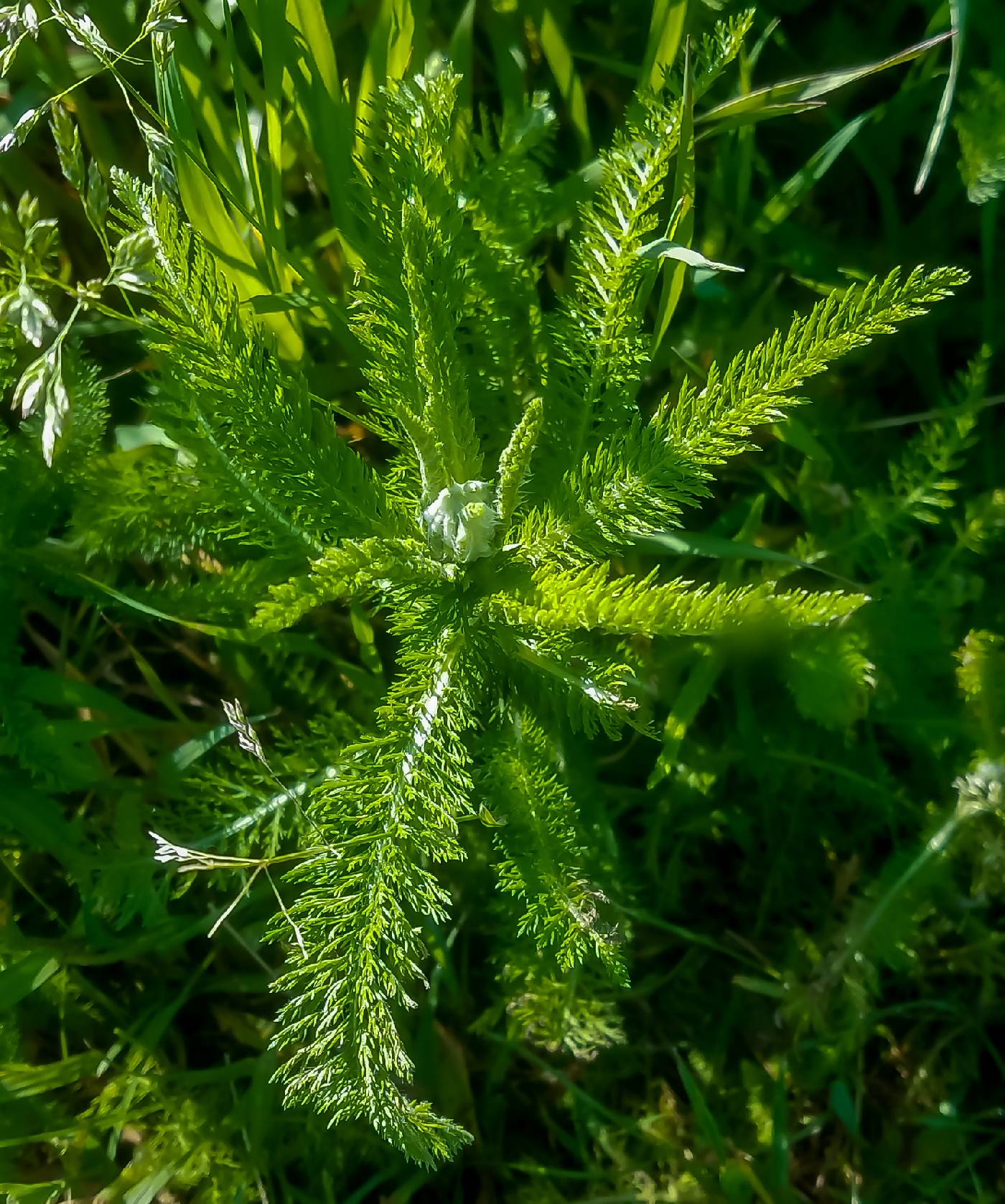 Achillea millefolium image
