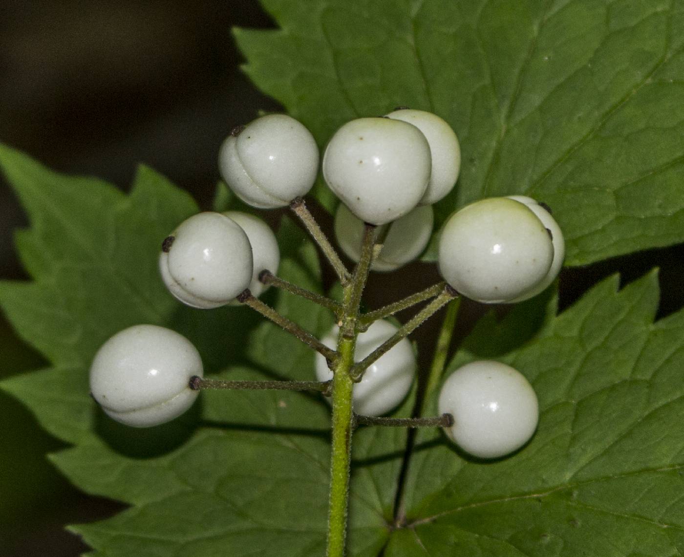 Actaea rubra image