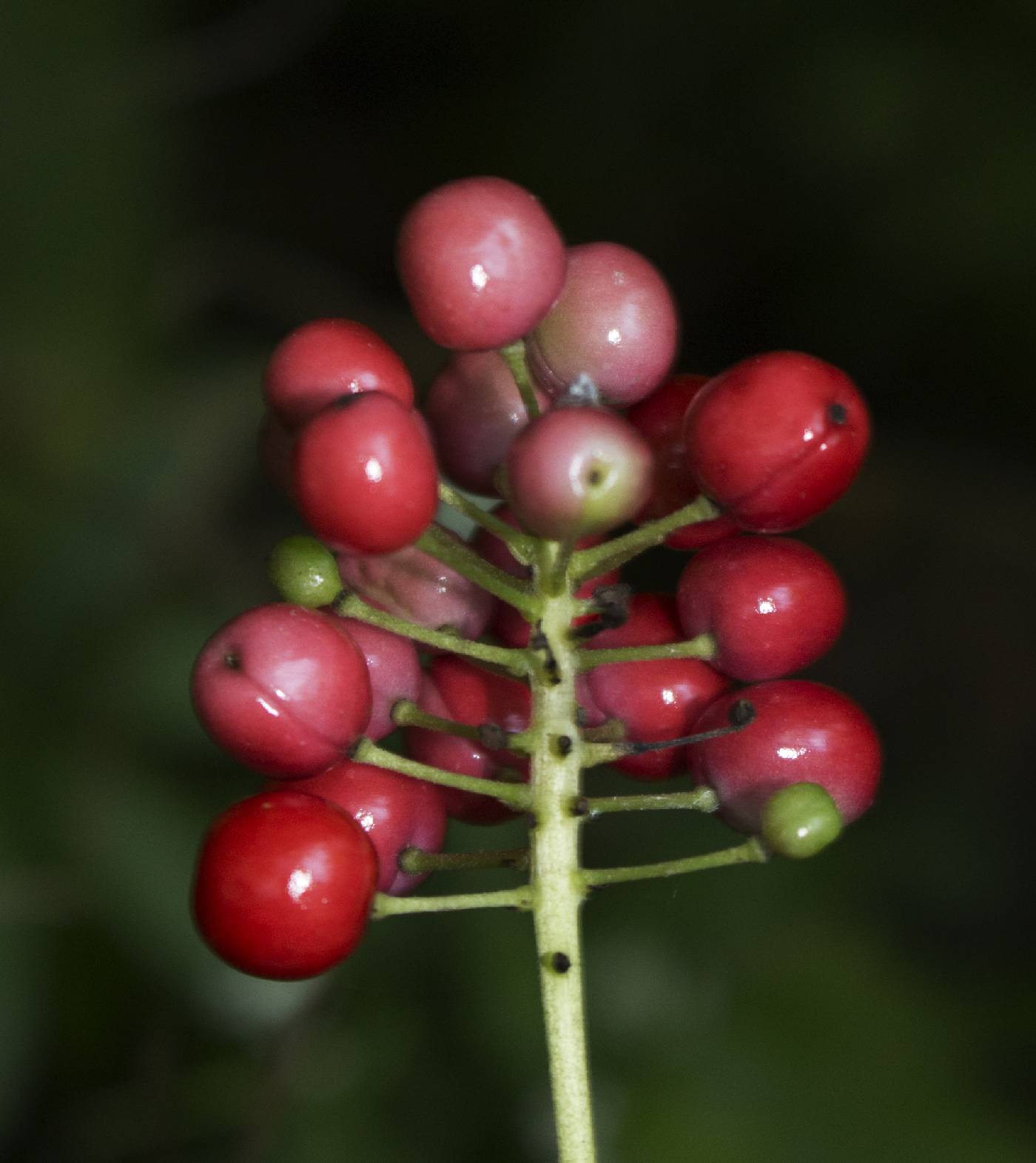 Actaea rubra image
