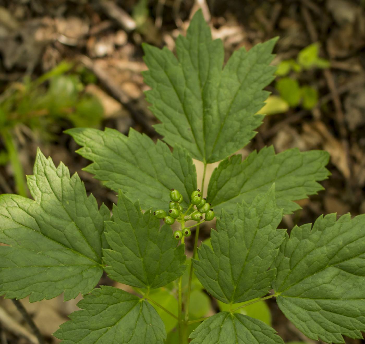 Actaea rubra image