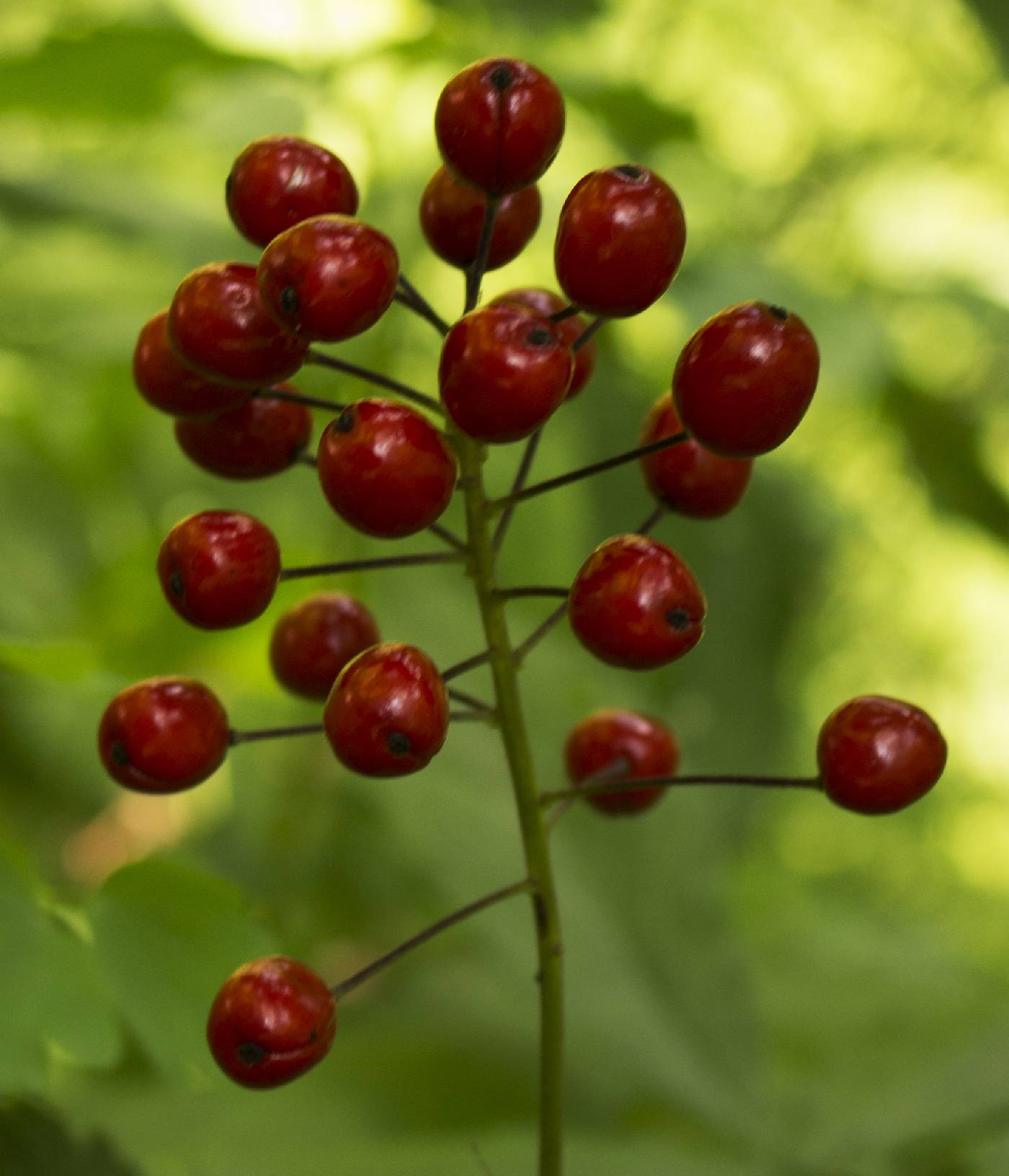 Actaea rubra image