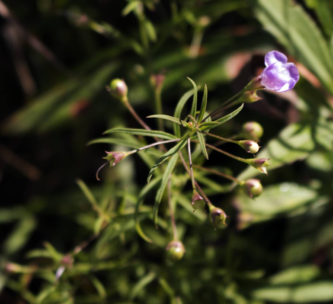 Agalinis tenuifolia image