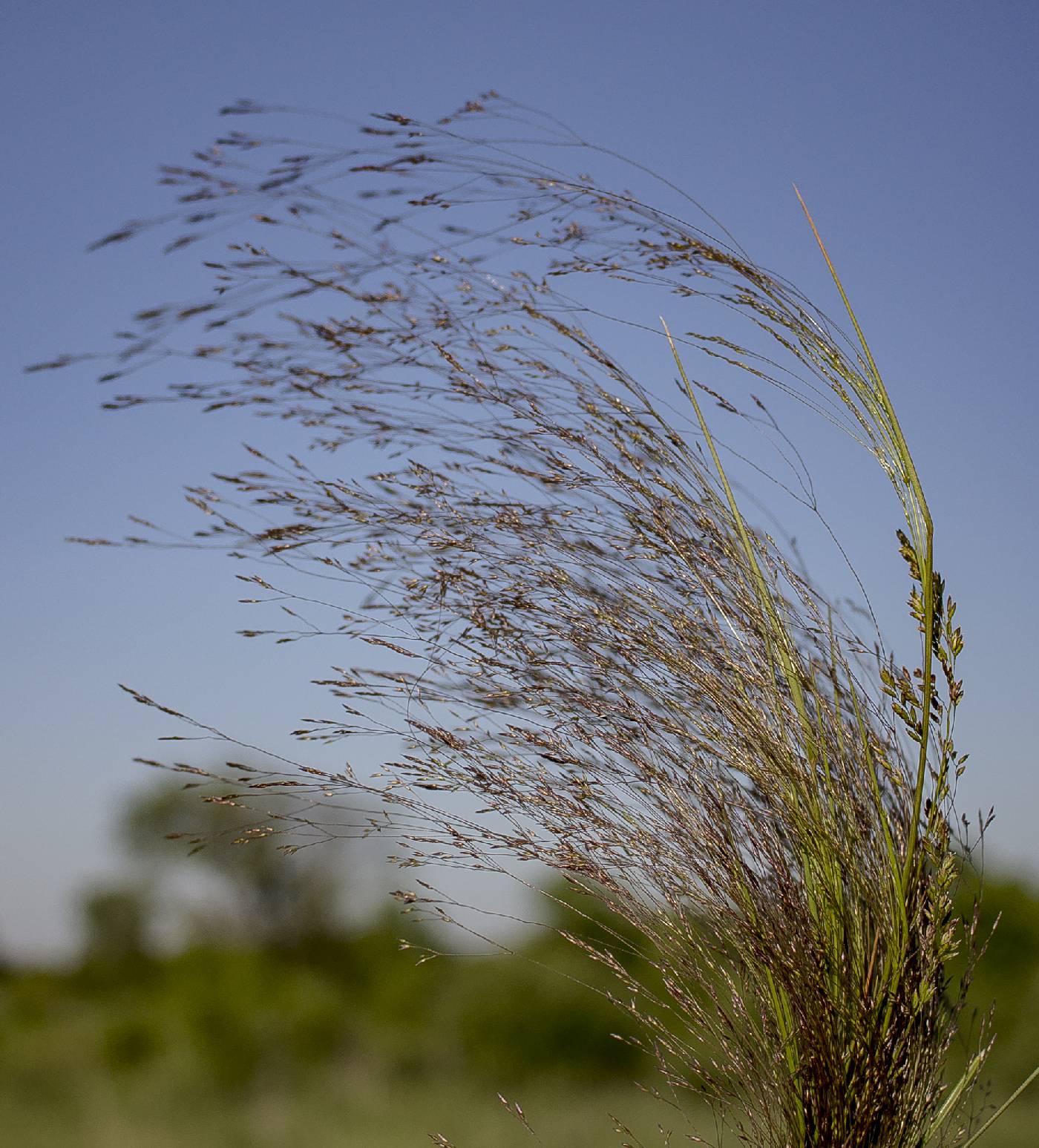 Agrostis hyemalis image