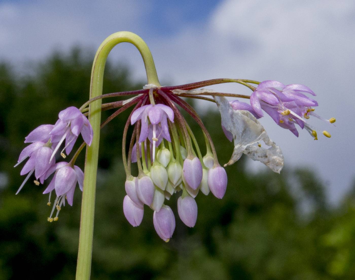 Allium cernuum image
