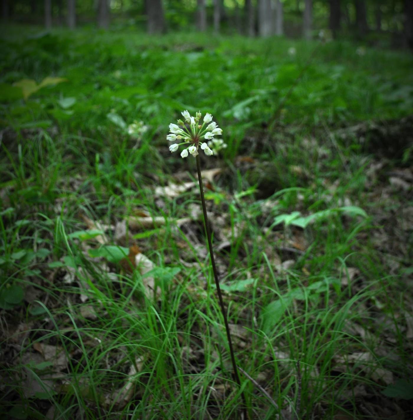 Allium tricoccum image